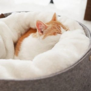 Wind-Proof Cat Nest